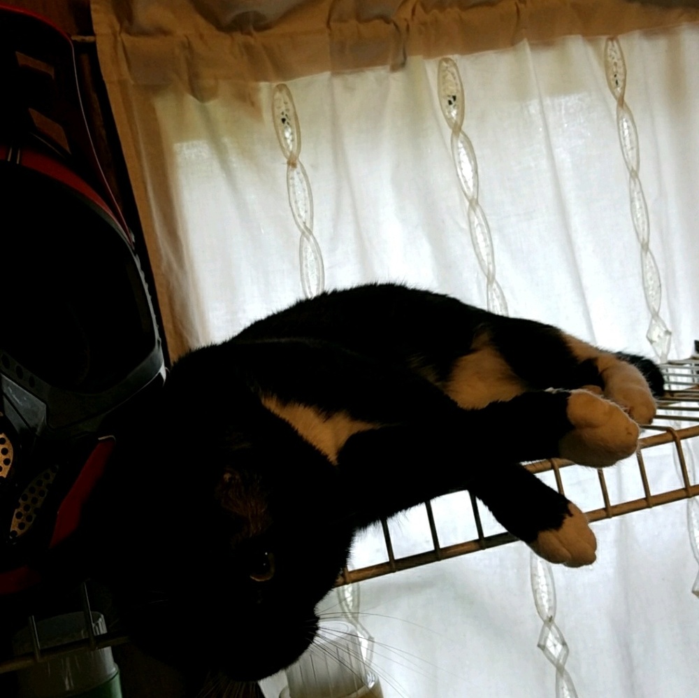 Meet your Posher, Rubye